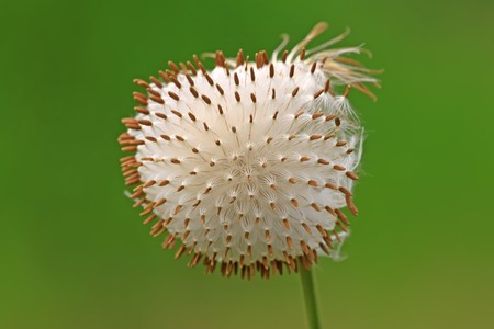 plant seeds on a green background, can be used as species of medicinal herbs, can treat disease.
の写真素材