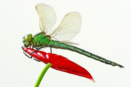 close up of dragonflies in wildの写真素材