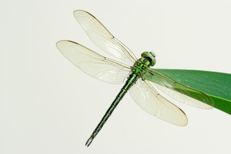 close up of dragonflies in wildの写真素材