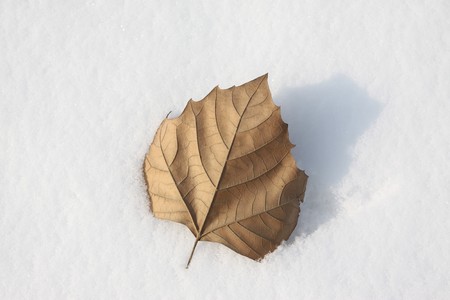 dry leaves in winter, take photos in a park, Luannan County, Hebei Province, China.