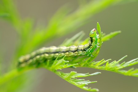 close up of insects larvae on a green leaf, taken photos in the natural wild state, Luannan County, Hebei Province in China.の写真素材