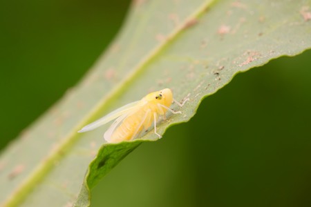 leafhopper nymphs just completed metamorphosis on the plants, take photos in the natural wild state,...