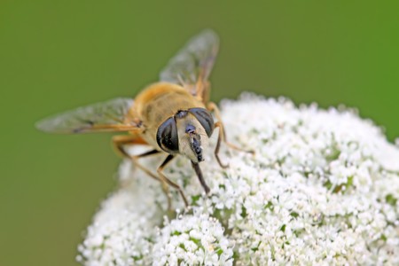 diptera syrphidae insects on the flowers, take photos in the natural wild state, Luannan County,...