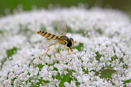 a kind of insects named syrphidae on a green leaf, photographs of natural wild state, Luannan County, Hebei Province, China.の写真素材