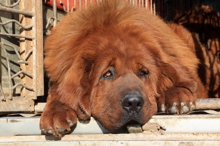 close up of tibetan mastiff, north chinaの写真素材