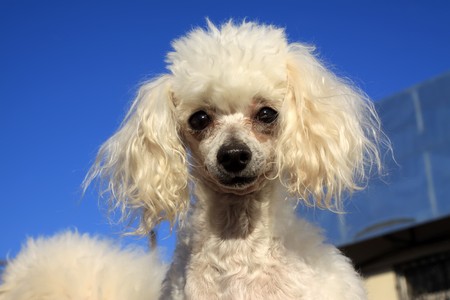 a kind of pet dog with white fur