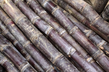 close up of sugarcane, north chinaの写真素材