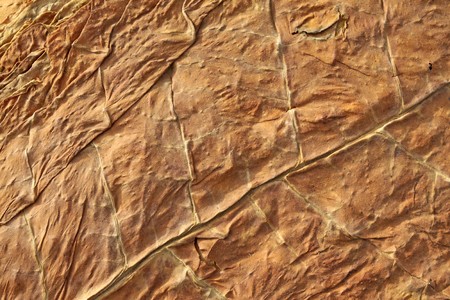 dry tobacco leaves in north china