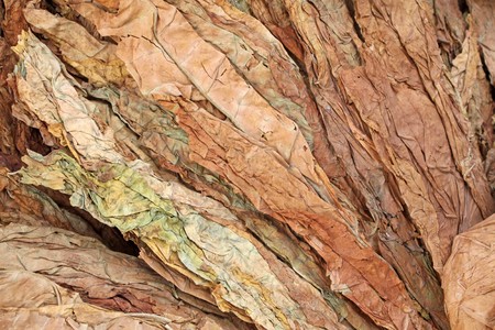 dry tobacco leaves in north chinaの写真素材