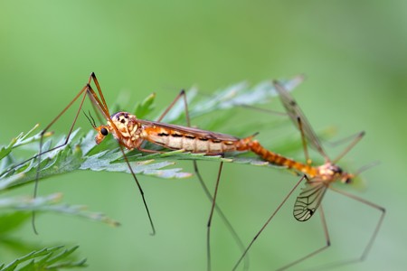 mosquito insects mating on green plant, take photos in the natural wild state, Luannan County, Hebei Province, China.の写真素材