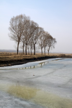 trees in the pond in winterの写真素材