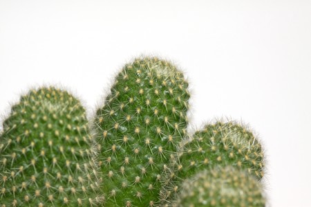 close up of cactus plants in a greenhouse, north chinaの写真素材