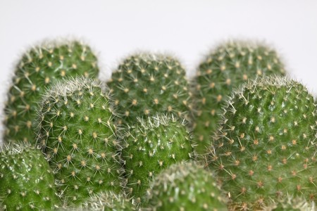 close up of cactus plants in a greenhouse, north chinaの写真素材