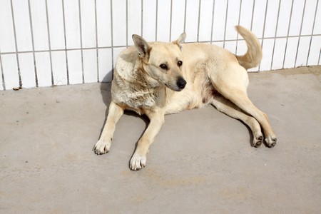 a dog lying down the ground