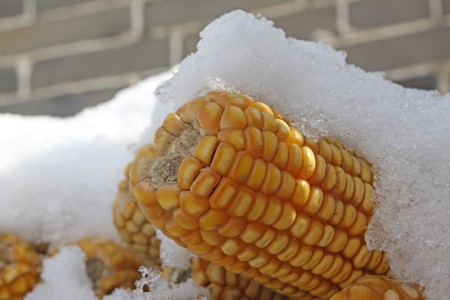 corn on the cob in the snow, close up picture.の写真素材