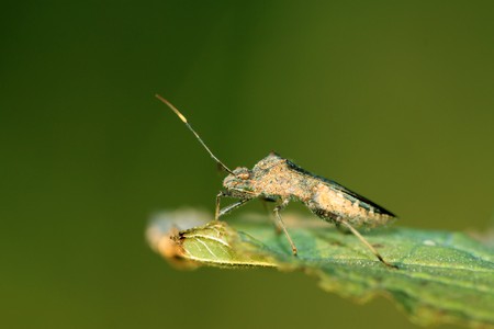 a kind of insects named stinkbug