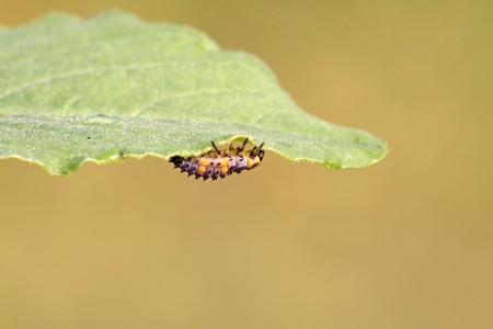 harmonia axyridis larvae on a green leaf, a kind of insects ladybug, taken photos in the natureal wild state, Luannan County, Hebei Province, China.
の写真素材