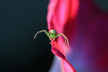 a kind of insects named crab spiderの写真素材