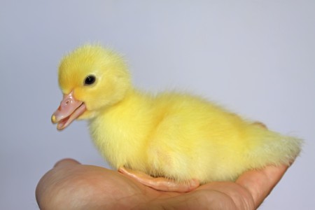 close up of ducklings, taken photos in the indoor lighting conditions, Luannan County, Hebei Province, China.の写真素材