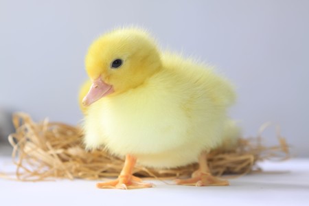 close up of ducklings, taken photos in the indoor lighting conditions, Luannan County, Hebei Province, China.の写真素材