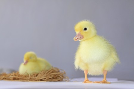 close up of ducklings, taken photos in the indoor lighting conditions, Luannan County, Hebei Province, China.の写真素材