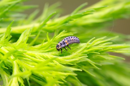 insect pupae of harmonia axyridis on a green leaf, taken photos in the natural wild state, Luannan County, Hebei Province, China.の写真素材