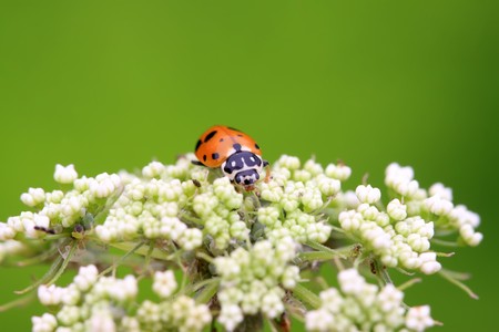 ladybug on a green leaf, taken photos in the natural wild state, Luannan County, Hebei Province, China.
の写真素材