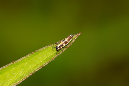 ladybug larvae on a green leaf, taken photos in the natural wild state, Luannan County, Hebei Province, China.の写真素材