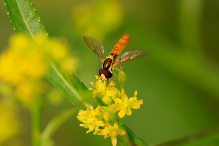 a kind of insects named syrphidae on a green leaf, photographs of natural wild state, Luannan County, Hebei Province, China.
の写真素材