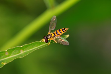 a kind of insects named syrphidae on a green leaf, photographs of natural wild state, Luannan...