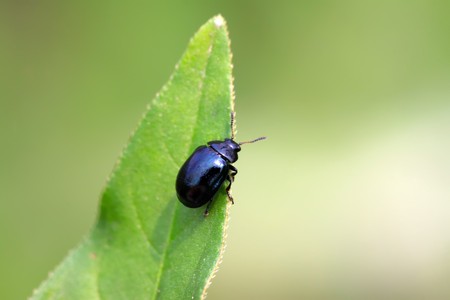 a purple leaf-beetle on the leaf, taken photos in the natural wild state, Luannan County, Hebei Province, China.の写真素材