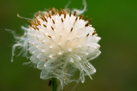 plant seeds spread by wind on a green background, can be used as species of medicinal herbs, can...