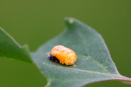 insect pupae of harmonia axyridis on a green leaf, taken photos in the natural wild state, Luannan County, Hebei Province, China.の写真素材