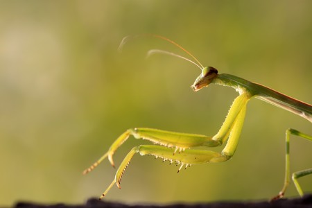 close of tenodera mantis, nature photography, north china.の写真素材