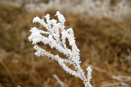 Winter plants with frost, leaves with frost, north china. Explain with diagram, can be used as an illustration.の写真素材