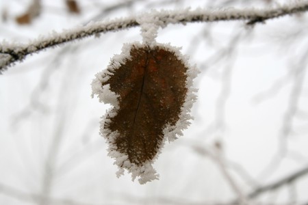 Winter plants with frost, leaves with frost, north china. Explain with diagram, can be used as an illustration.の写真素材