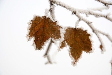 Winter plants with frost, leaves with frost, north china. Explain with diagram, can be used as an illustration.
の写真素材