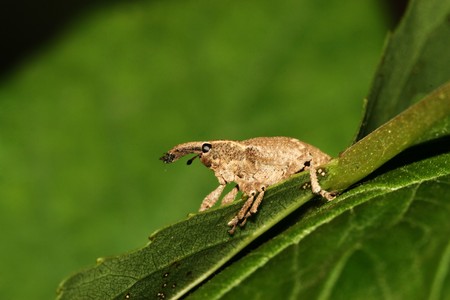 a kind of insect has a long noseの写真素材