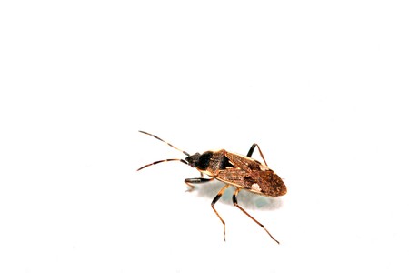 a kind of insects named stinkbug
