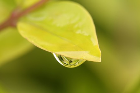 the gold leaf privet leaves with water droplets