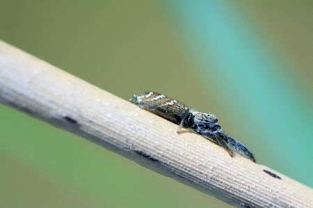 a spider lurking in the reed pole