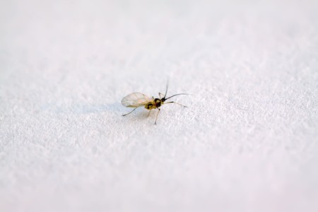a kind of insects named aphid on a white background.の写真素材
