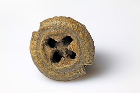 a kind of chinese herbal medicines, can be used as seasoning.の写真素材