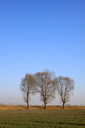 trees in the wheat field, in winter, north chinaの写真素材