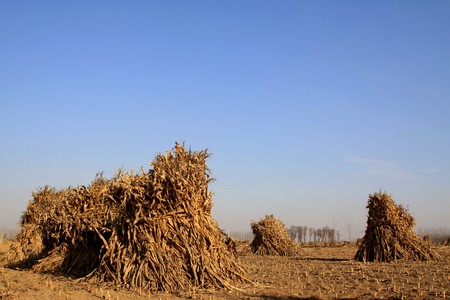 rural field scene in the countryside, northern China.の写真素材