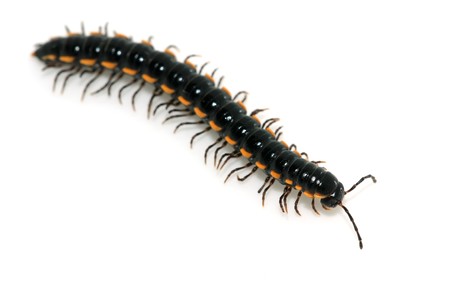 a kind of insects, which named prospirobolusの写真素材