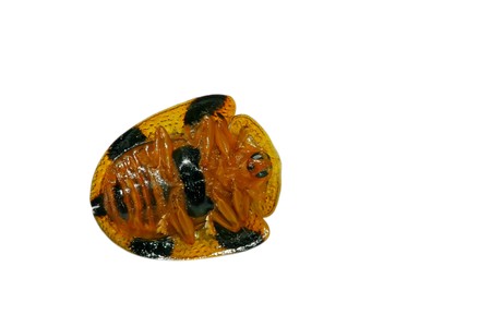 a kind of funny insects in coleoptera