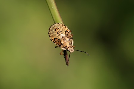 a kind of insects named stinkbug