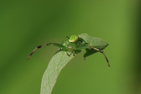 a kind of insects named crab spiderの写真素材