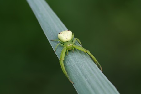 a kind of insects named crab spiderの写真素材